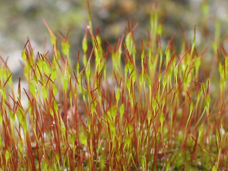 Sporophyte